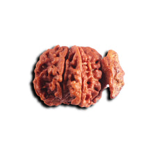 Load image into Gallery viewer, Nepalese Ganesh Rudraksha - Bead No. 303
