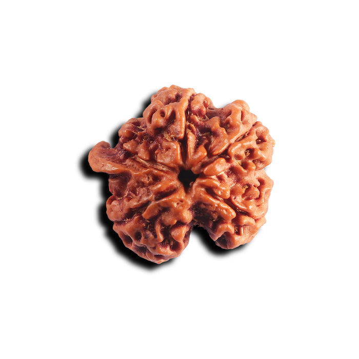 Nepalese Ganesh Rudraksha - Bead 304