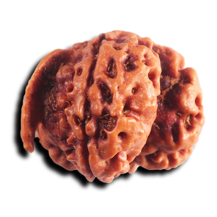 Nepalese Ganesh Rudraksha - Bead 304