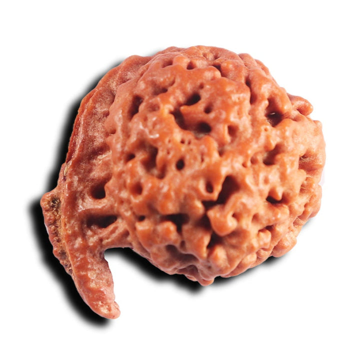 Nepalese Ganesh Rudraksha - Bead 305