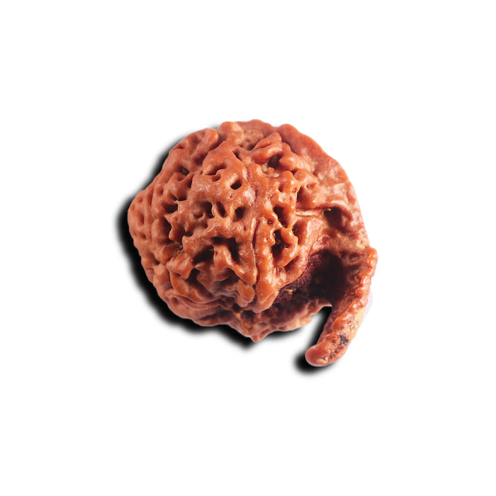 Nepalese Ganesh Rudraksha - Bead 305