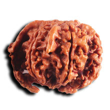 Load image into Gallery viewer, Nepalese Double Ganesh Rudraksha - Bead No. 306
