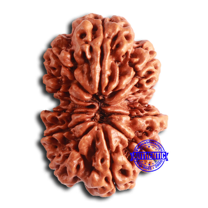 Gaurishanker Nepalese Rudraksha Bead No. - 285