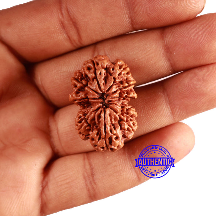 Gaurishanker Nepalese Rudraksha Bead No. - 285