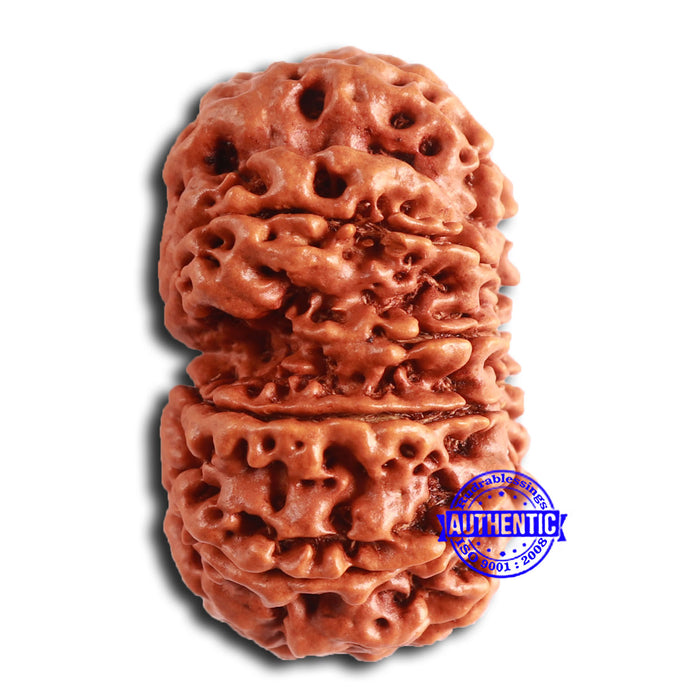 Gaurishanker Nepalese Rudraksha Bead No. - 285
