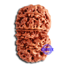 Load image into Gallery viewer, Gaurishanker Nepalese Rudraksha Bead No. - 285

