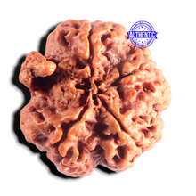 Load image into Gallery viewer, Nepalese Ganesh Rudraksha - Bead No. 311

