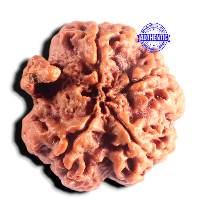 Nepalese Ganesh Rudraksha - Bead No. 311