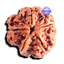 Load image into Gallery viewer, Nepalese Ganesh Rudraksha - Bead No. 311
