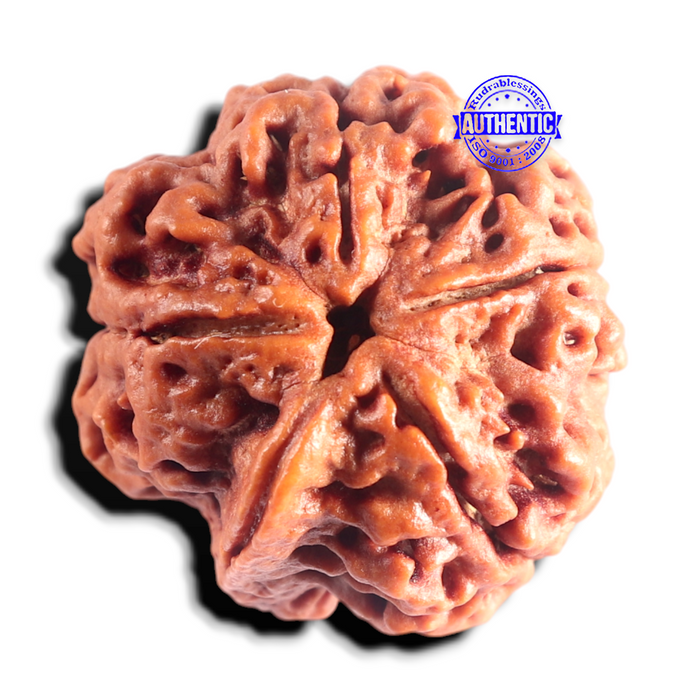 Nepalese Ganesh Rudraksha - Bead No. 311