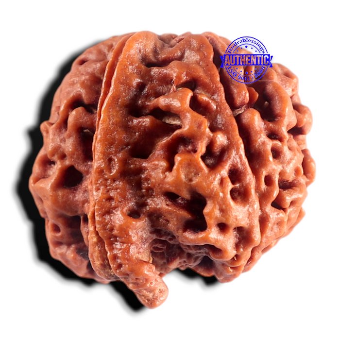 Nepalese Ganesh Rudraksha - Bead No. 311