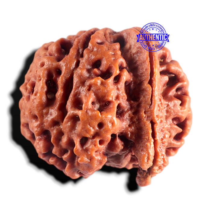 Nepalese Ganesh Rudraksha - Bead No. 311