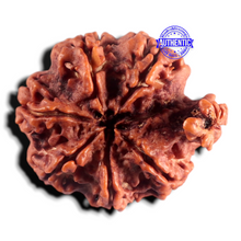 Load image into Gallery viewer, Nepalese Ganesh Rudraksha - Bead No. 312
