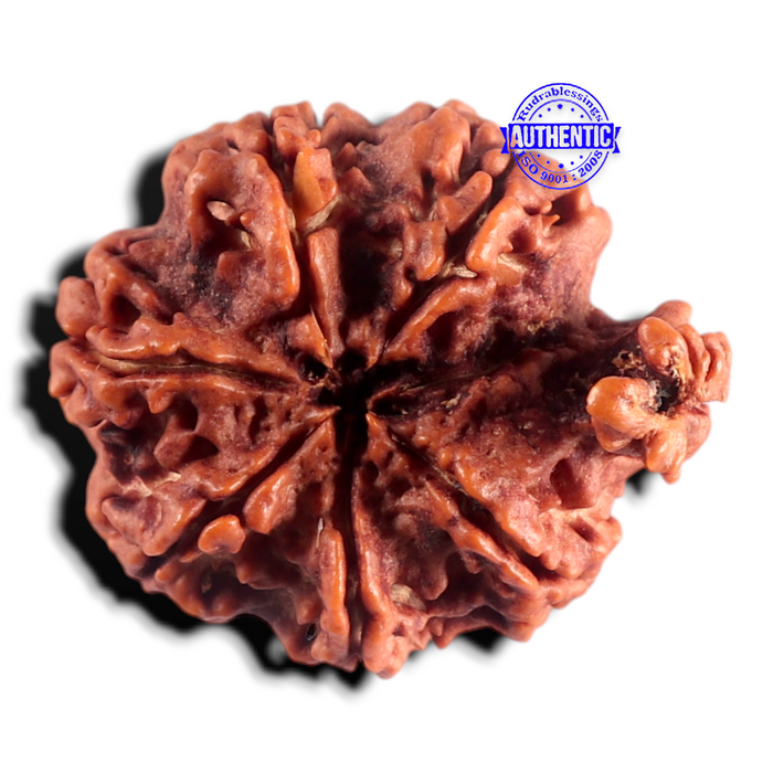 Nepalese Ganesh Rudraksha - Bead No. 312