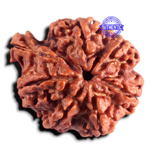 Load image into Gallery viewer, Nepalese Ganesh Rudraksha - Bead No. 312
