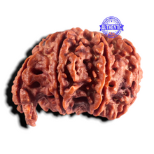 Load image into Gallery viewer, Nepalese Ganesh Rudraksha - Bead No. 312
