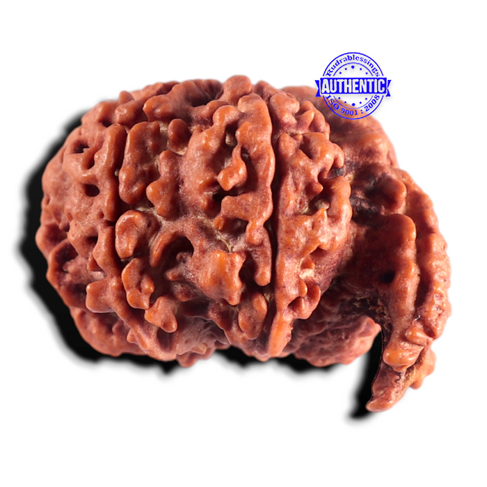 Nepalese Ganesh Rudraksha - Bead No. 312
