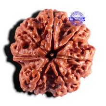 Load image into Gallery viewer, Nepalese Ganesh Rudraksha - Bead No. 313

