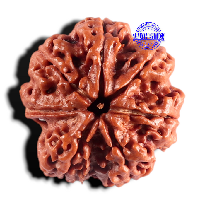 Nepalese Ganesh Rudraksha - Bead No. 313