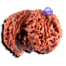 Load image into Gallery viewer, Nepalese Ganesh Rudraksha - Bead No. 313
