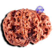 Load image into Gallery viewer, Nepalese Ganesh Rudraksha - Bead No. 313
