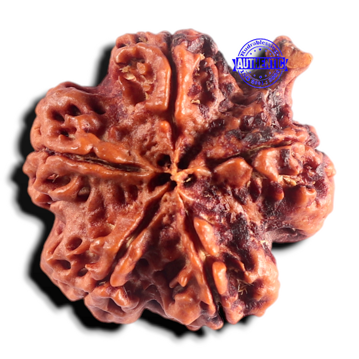 Nepalese Ganesh Rudraksha - Bead No. 314