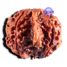 Load image into Gallery viewer, Nepalese Ganesh Rudraksha - Bead No. 314
