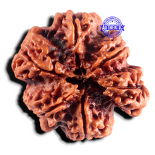 Load image into Gallery viewer, Nepalese Ganesh Rudraksha - Bead No. 315

