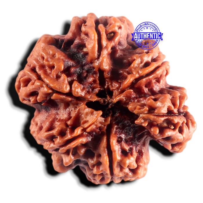 Nepalese Ganesh Rudraksha - Bead No. 315