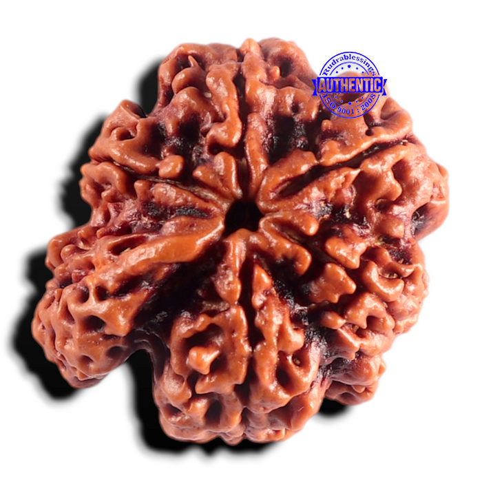 Nepalese Ganesh Rudraksha - Bead No. 315