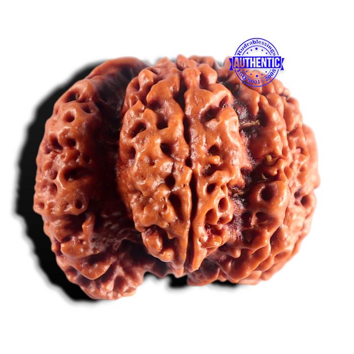 Nepalese Ganesh Rudraksha - Bead No. 315