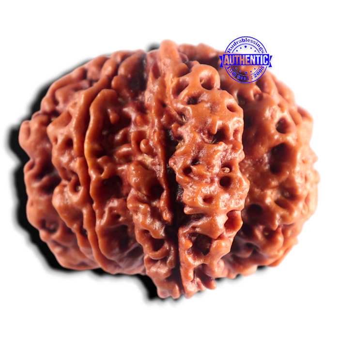 Nepalese Ganesh Rudraksha - Bead No. 315
