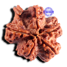 Load image into Gallery viewer, Nepalese Ganesh Rudraksha - Bead No. 316
