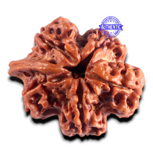 Load image into Gallery viewer, Nepalese Ganesh Rudraksha - Bead No. 316
