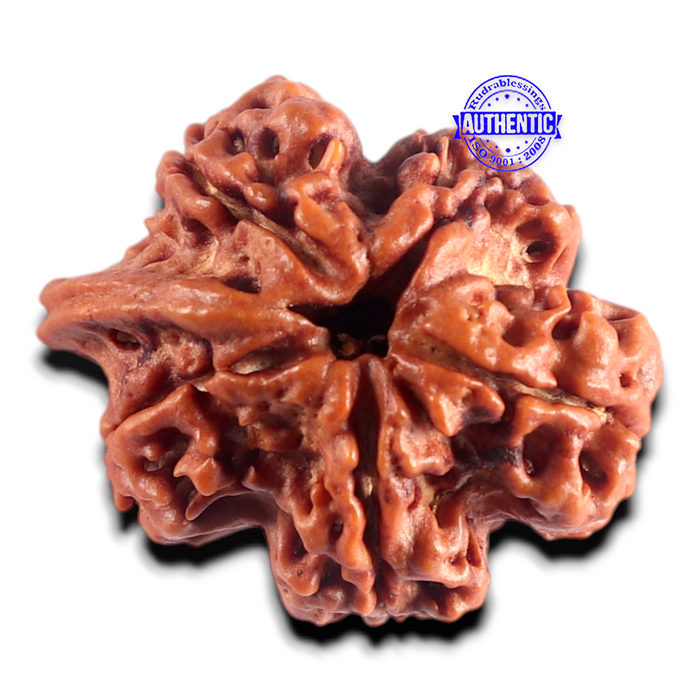 Nepalese Ganesh Rudraksha - Bead No. 316
