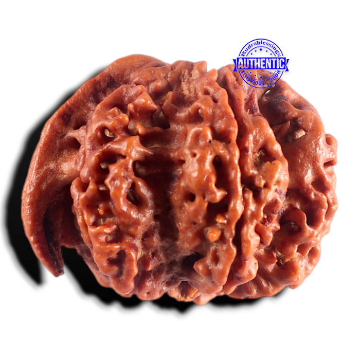 Nepalese Ganesh Rudraksha - Bead No. 316