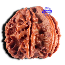 Load image into Gallery viewer, Nepalese Ganesh Rudraksha - Bead No. 316
