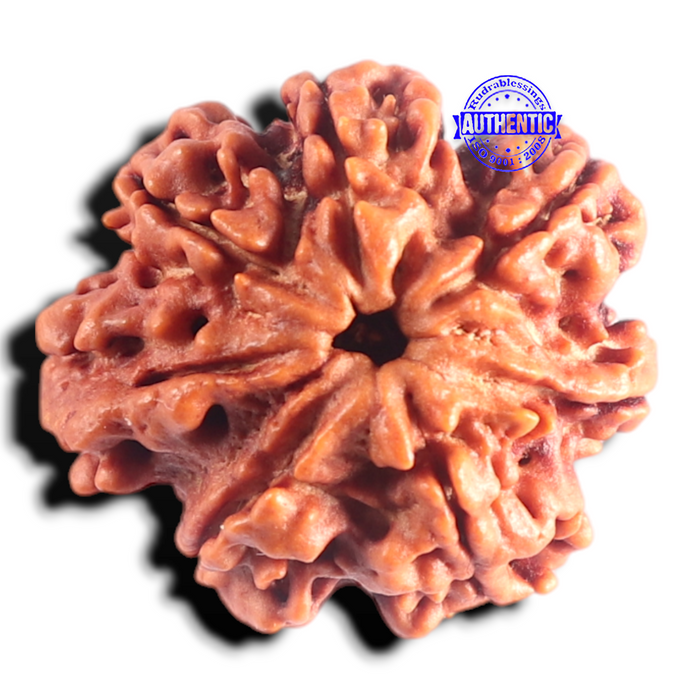 Nepalese Ganesh Rudraksha - Bead No. 317
