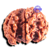 Load image into Gallery viewer, Nepalese Ganesh Rudraksha - Bead No. 317
