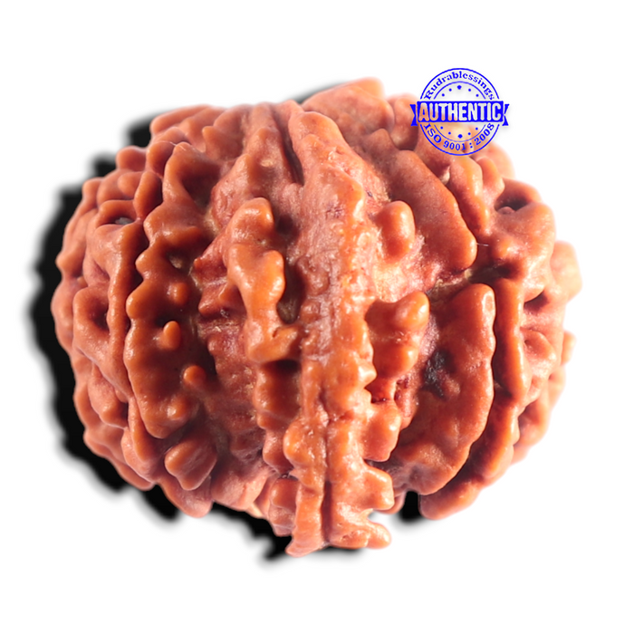 Nepalese Ganesh Rudraksha - Bead No. 317