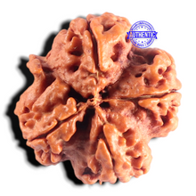 Load image into Gallery viewer, Nepalese Ganesh Rudraksha - Bead No. 318
