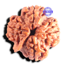 Load image into Gallery viewer, Nepalese Ganesh Rudraksha - Bead No. 318
