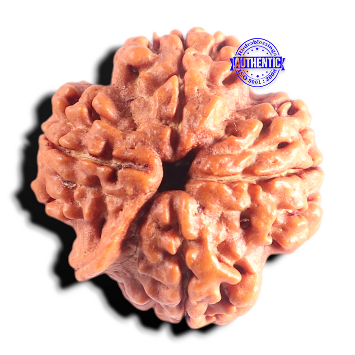 Nepalese Ganesh Rudraksha - Bead No. 318