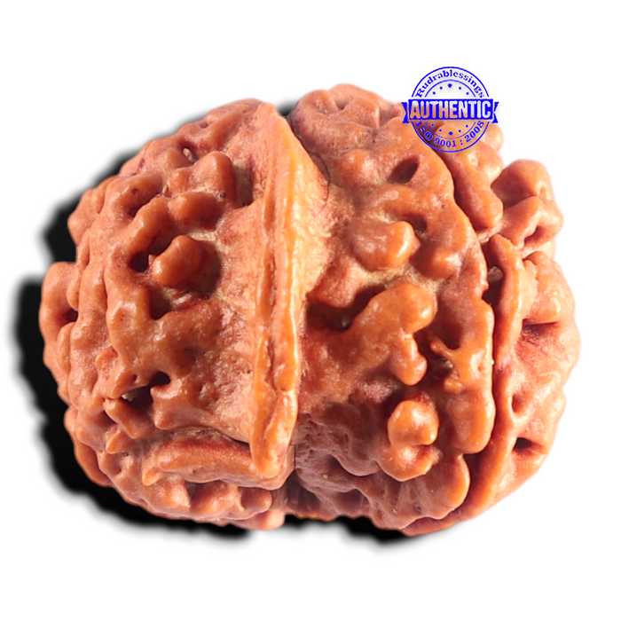 Nepalese Ganesh Rudraksha - Bead No. 318