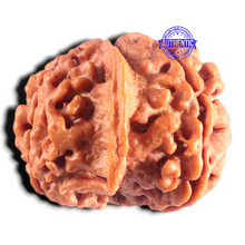 Load image into Gallery viewer, Nepalese Ganesh Rudraksha - Bead No. 318
