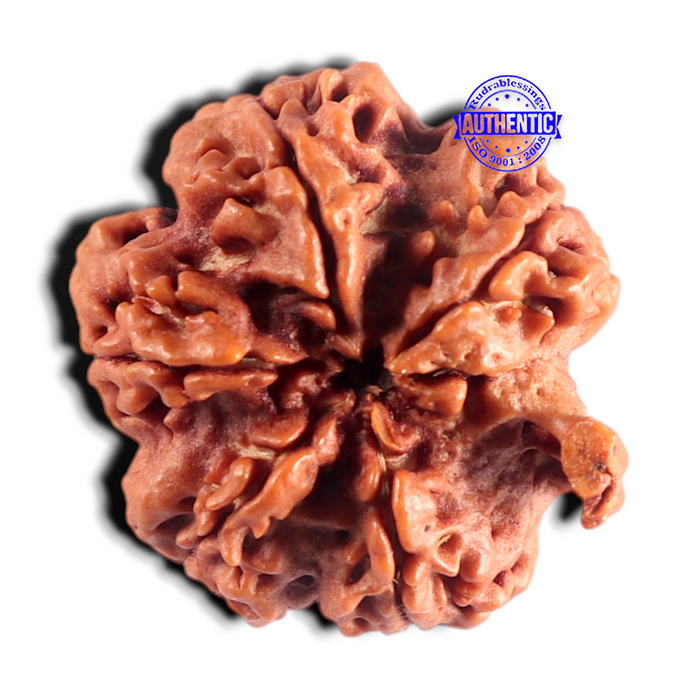 Nepalese Ganesh Rudraksha - Bead No. 319