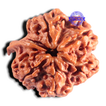 Load image into Gallery viewer, Nepalese Ganesh Rudraksha - Bead No. 319
