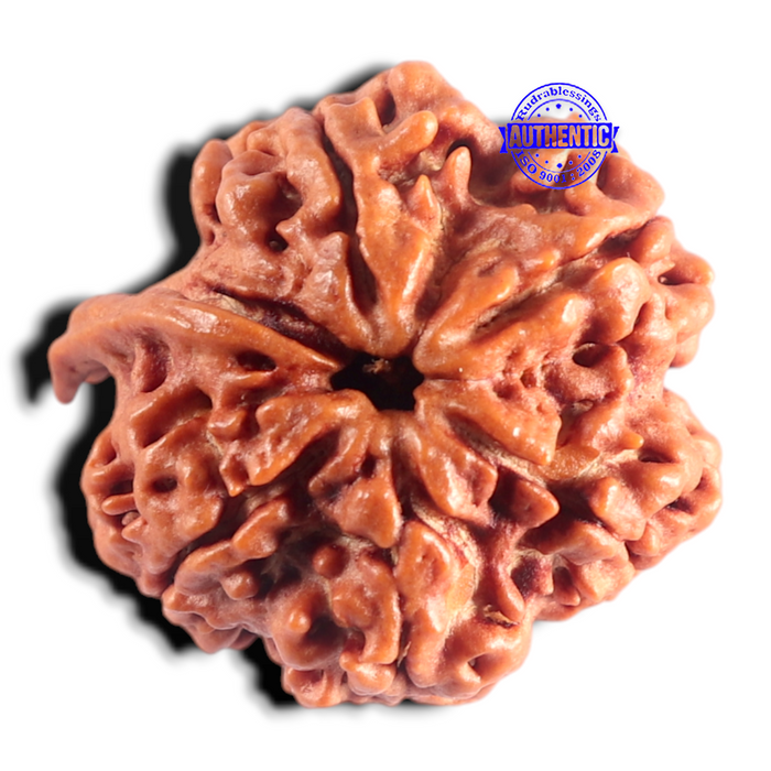 Nepalese Ganesh Rudraksha - Bead No. 319
