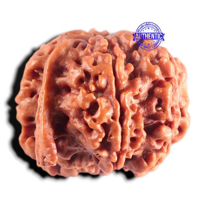 Nepalese Ganesh Rudraksha - Bead No. 319
