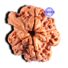 Load image into Gallery viewer, Nepalese Ganesh Rudraksha - Bead No. 320
